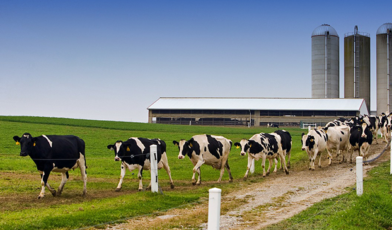Is dairy business profitable in india