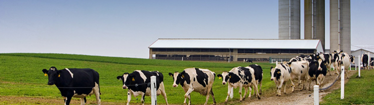 Is dairy business profitable in india