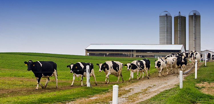 Is dairy business profitable in india