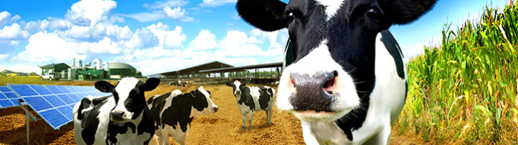 Dairy farming