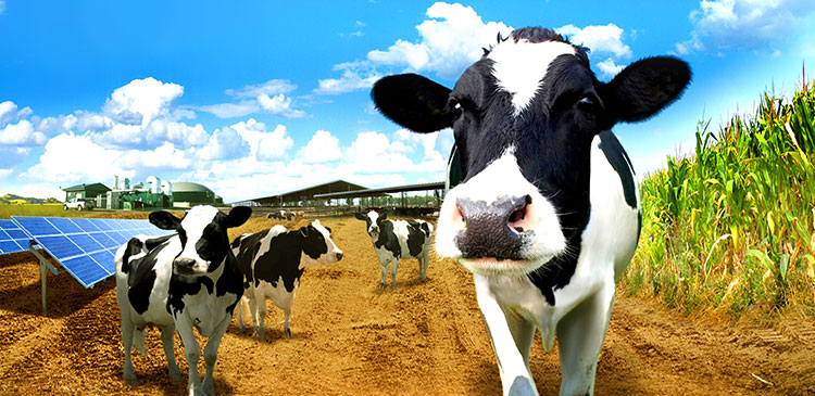 Dairy farming