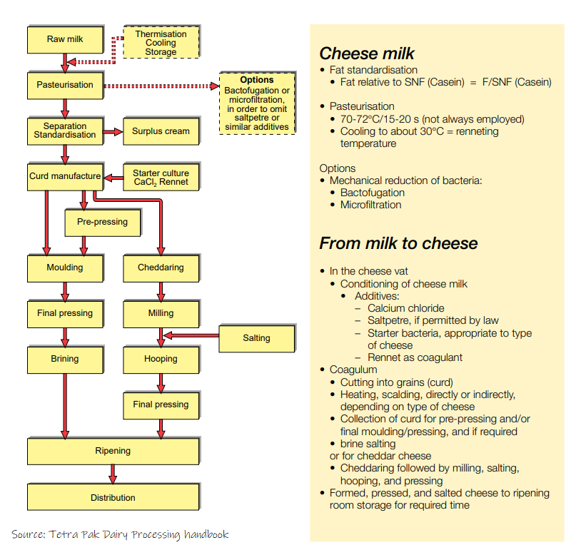 Illustration of the various steps involved in the cheese-making process, including milk preparation, acidification, coagulant addition, curd cutting, stirring, and more.